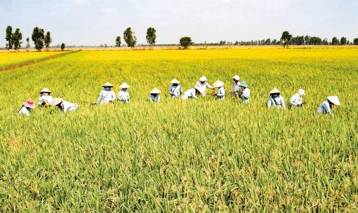 Ðề nghị quy hoạch vùng chuyên canh trong sản xuất nông nghiệp