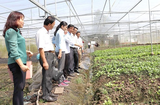 Nâng cao hiệu quả tạo việc làm và thu nhập từ hợp tác xã trồng rau sạch