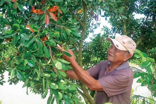 Trồng cà na thái bán được giá cao