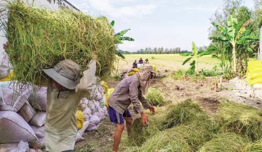 Thương lái

đẩy mạnh thu mua rơm vụ lúa thu đông