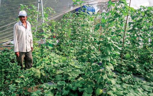 Khuyến nông - hỗ trợ nông dân tăng hiệu quả sản xuất