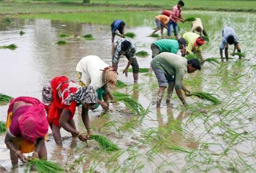 Nông dân Ấn Ðộ lao đao trong đại dịch