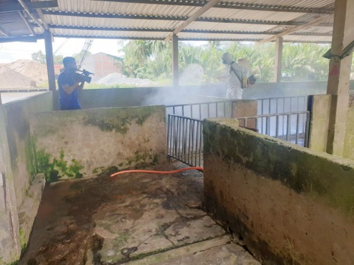 Sóc Trăng tiêu hủy 255 con heo nhiễm dịch tả heo châu Phi