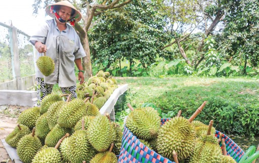 Chủ động "sống chung" với hạn, mặn