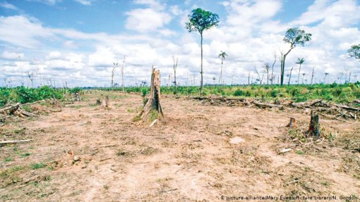 Ông Bolsonaro bảo vệ rừng Amazon?