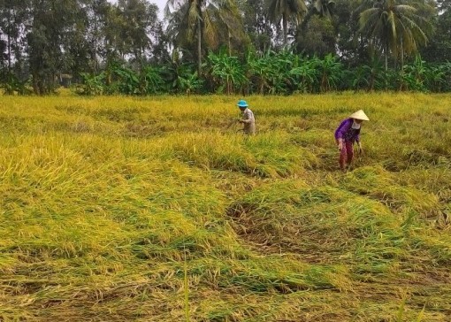 Cà Mau: Hơn 1.400ha lúa đổ ngã, đê biển bị uy hiếp