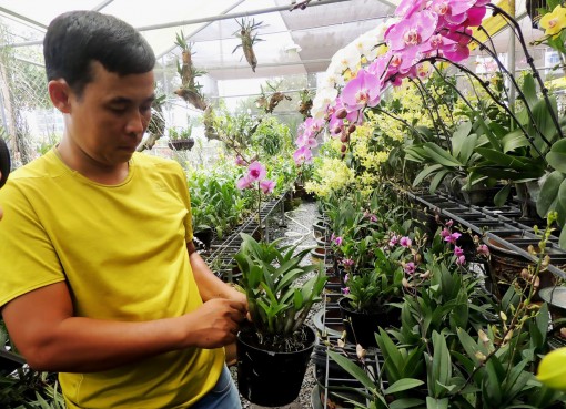 Chọn mua và chăm sóc

để có chậu lan bền, đẹp