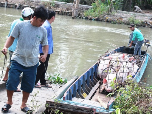 Giá heo hơi giảm 

xuống dưới 80.000 đồng/kg