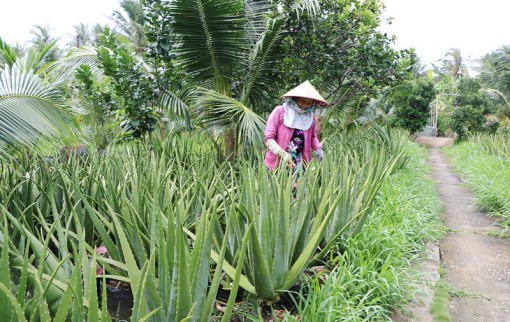3 huyện, thành phố về đích xây dựng nông thôn mới