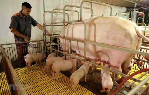 Chiến lược phát triển chăn nuôi giai đoạn 2021-2030, tầm nhìn 2045