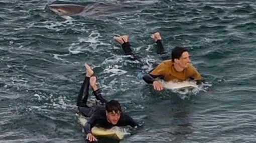 Báo động tình trạng cá mập tấn công ở Úc