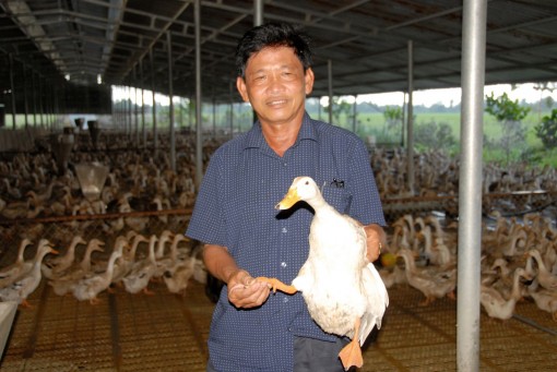 Mô hình nuôi vịt đẻ sinh học xuất khẩu