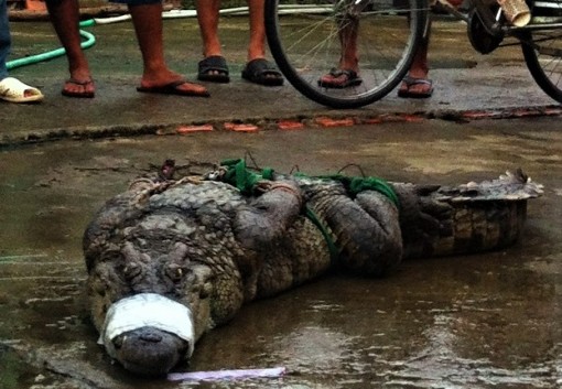 Cà Mau: Nửa tháng, phát hiện 4 con cá sấu sổng chuồng