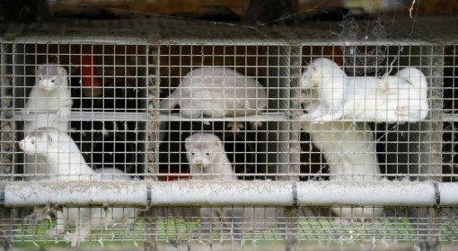 Đan Mạch tiêu hủy 17 triệu con chồn