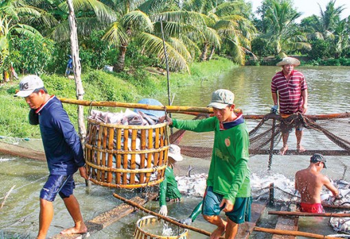 Ứng dụng tiến bộ khoa học kỹ thuật phát triển bền vững ngành thủy sản