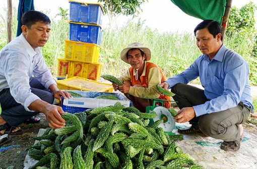 Kết nối bao tiêu nông sản