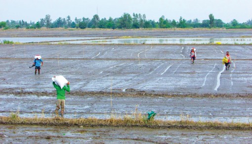 Vĩnh Thạnh hỗ trợ nông dân sản xuất lúa đông xuân