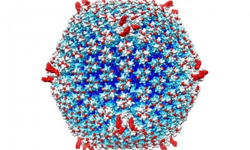 Virus “tàng hình” chống ung thư di căn
