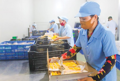 Tái cấu trúc nông nghiệp vùng ÐBSCL