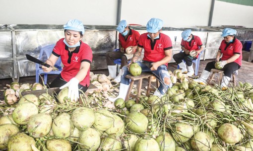 Giá dừa khô sụt giảm