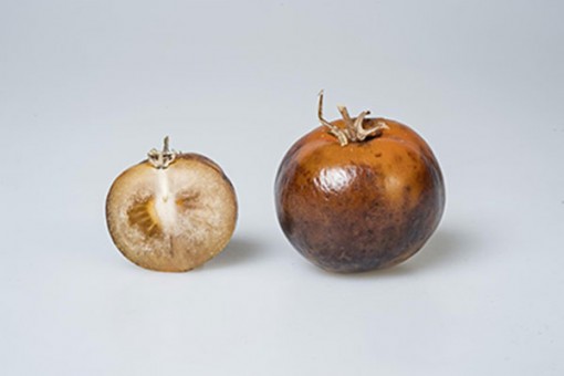 Triển vọng sản xuất thuốc điều trị Parkinson từ cà chua