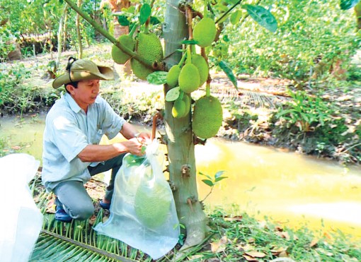 Khá giả nhờ gắn bó với cây mít Thái