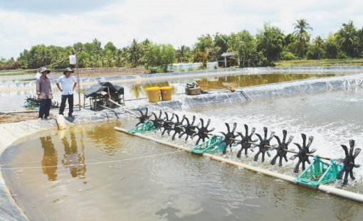 ក្តី​សង្ឃឹម​នៃ​ការ​ចិញ្ចឹម​បង្គា​បច្ចេក​វិ​ទ្យា​ខ្ពស់​នៅ​វាល​រាប​ទន្លេ​គឺវ​ឡុង​