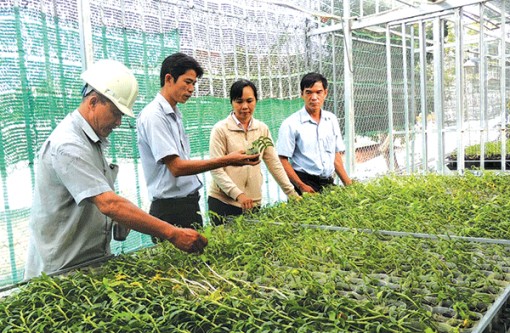 Khuyến khích đầu tư nông nghiệp đô thị, liên kết theo chuỗi giá trị