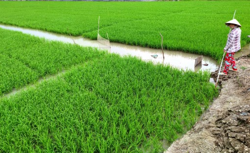 Thới Lai mở rộng cánh đồng lớn lúa đạt 13.100ha