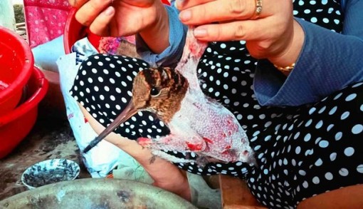 Nghiêm cấm buôn bán động vật hoang dã trong dịp nghỉ Tết Nguyên đán