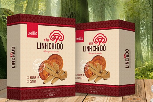 Nấm Linh chi chữa bệnh tăng huyết áp, tiểu đường, ung thư?