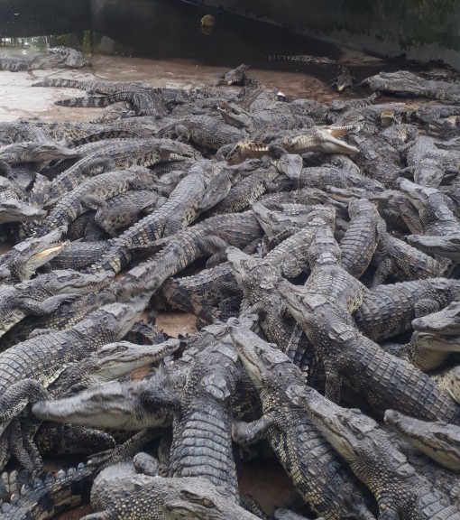 Điêu đứng vì cá sấu rớt giá