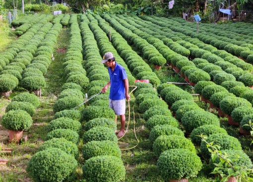 Kỳ vọng mùa hoa kiểng Tết thắng lợi