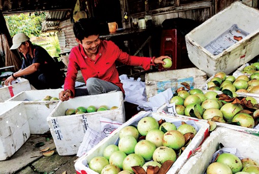 Trái vú sữa bán được giá