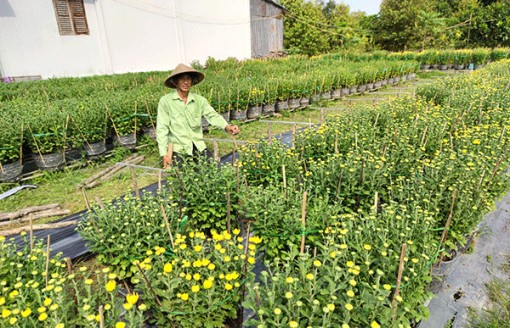 Phong Ðiền chuẩn bị hoa kiểng, rau màu và trái cây phục vụ thị trường Tết