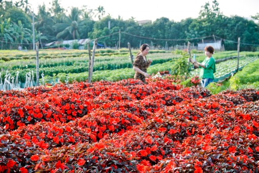 Về Cần Thơ, “lạc giữa rừng hoa” ngày cận Tết