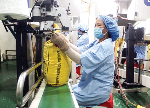 Triển vọng thị trường gạo xuất khẩu năm 2021