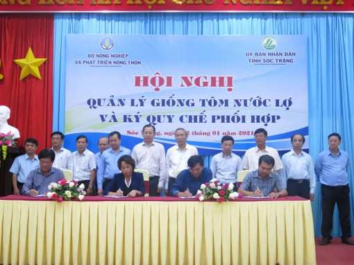 Quản lý chất lượng con giống, đảm bảo hiệu quả nuôi tôm nước lợ