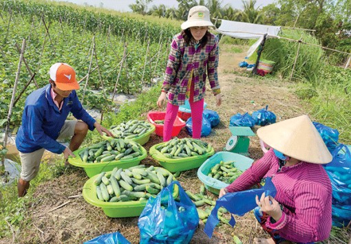 Hỗ trợ nông dân trồng rau màu ổn định giá cả đầu ra
