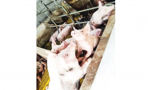 Giá heo hơi có xu hướng bình ổn và giảm trở lại