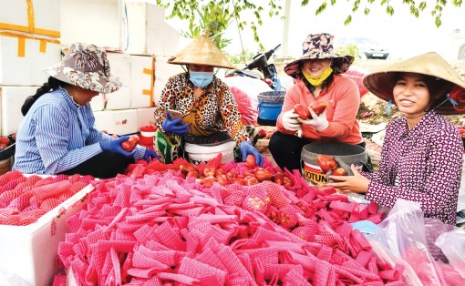 Trái cây đa dạng chủng loại

nhưng giá cả bấp bênh...