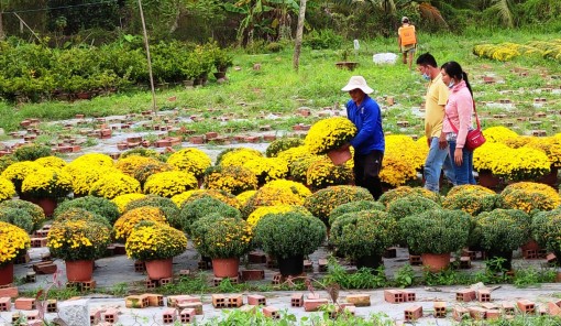 Cúc mâm xôi và bông giấy hút hàng, giá tăng