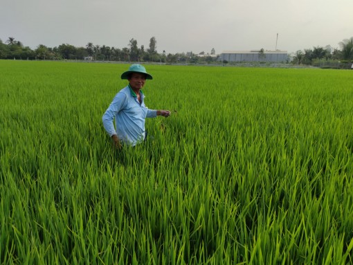 Thương lái đặt cọc mua lúa đông xuân từ 6.000 đồng/kg trở lên