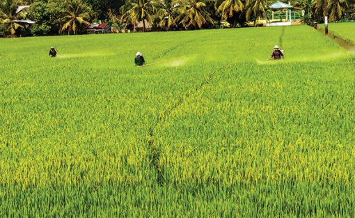 Triển vọng trúng mùa, trúng giá