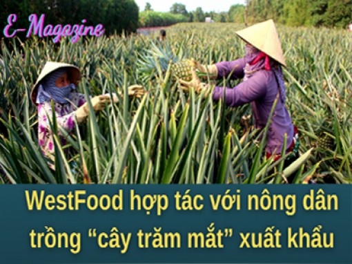 WestFood hợp tác với nông dân trồng “cây trăm mắt” xuất khẩu