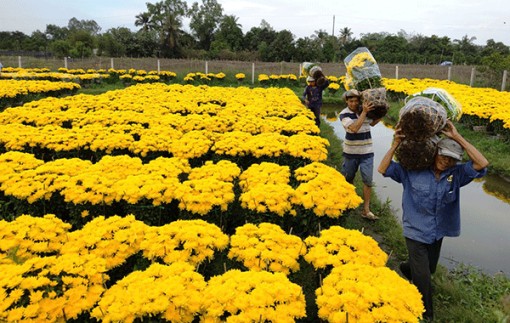 Hơn 1,24 triệu chậu hoa kiểng phục vụ thị trường Tết