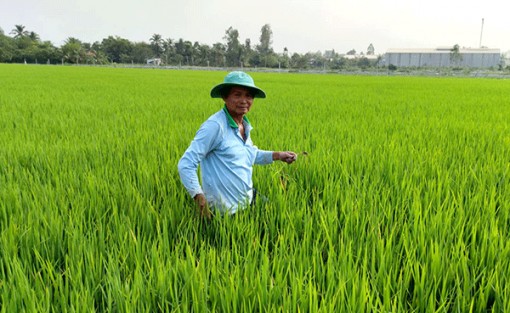 Lúa vụ đông xuân đã vượt qua nguy cơ bị giảm năng suất và thiệt hại do hạn mặn
