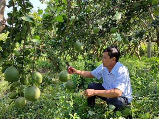 Làm nông “tử tế” ở Đồng bằng sông Cửu Long<br>Bài 2: Hợp tác vì những mùa quả ngọt