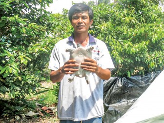 Kinh tế ổn định
nhờ nuôi ba ba sinh sản Kinh tế ổn định
nhờ nuôi ba ba sinh sản