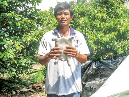 Kinh tế ổn định

nhờ nuôi ba ba sinh sản